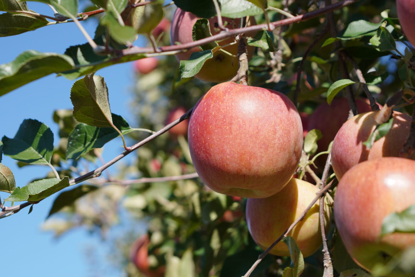 特別価格】りんご・品種おまかせ（特栽相当） | 坂ノ途中