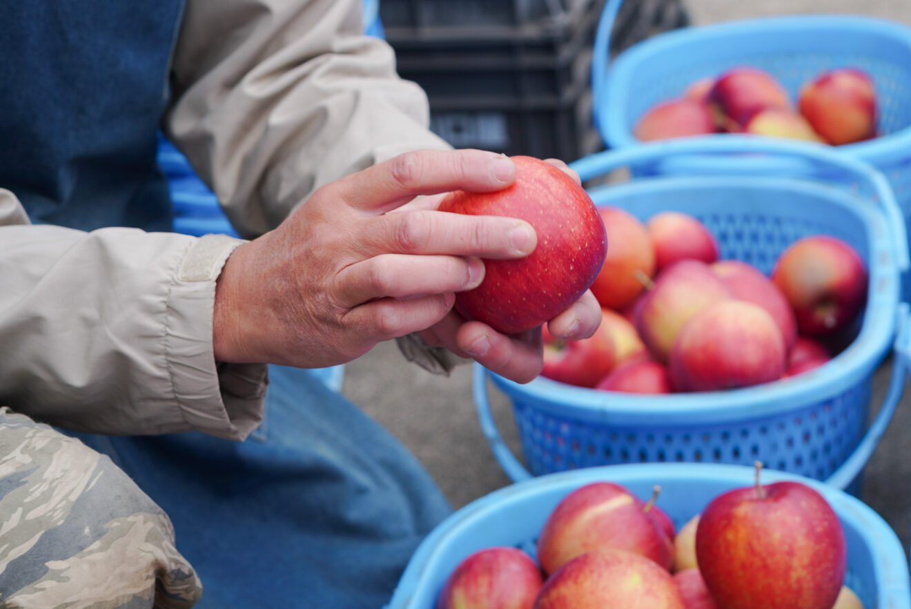 特別価格】りんご・品種おまかせ（特栽相当） | 坂ノ途中