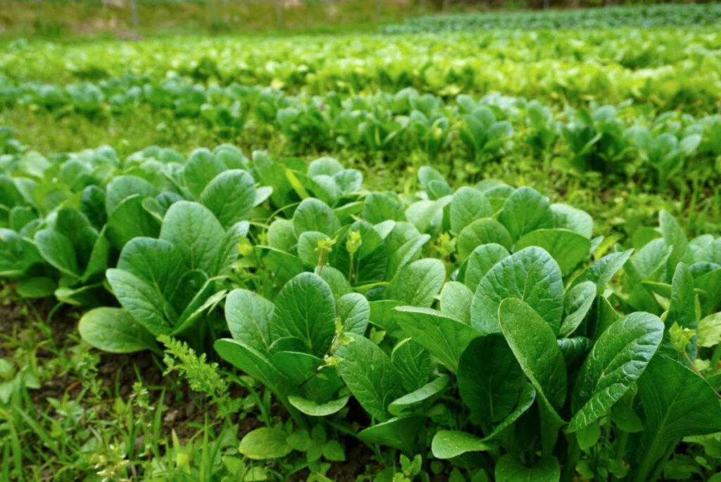 ギフトチケット】旬のお野菜セット | 坂ノ途中 | サステナブルな有機