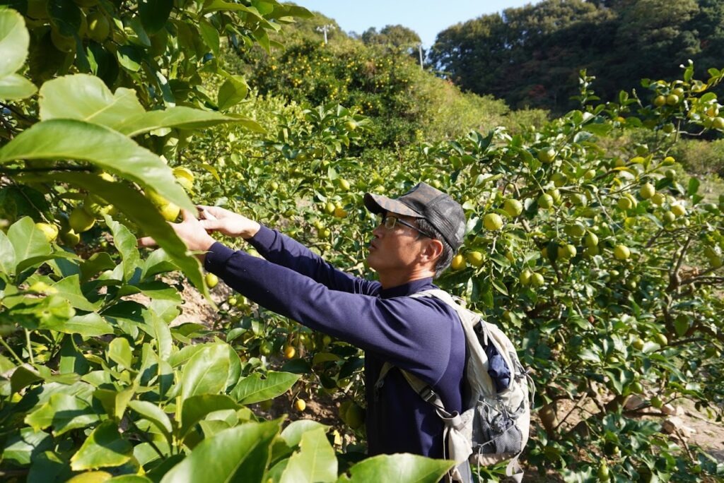 無人島のレモン 1kg（5～10個程度） | 坂ノ途中 | サステナブルな有機野菜と食品通販