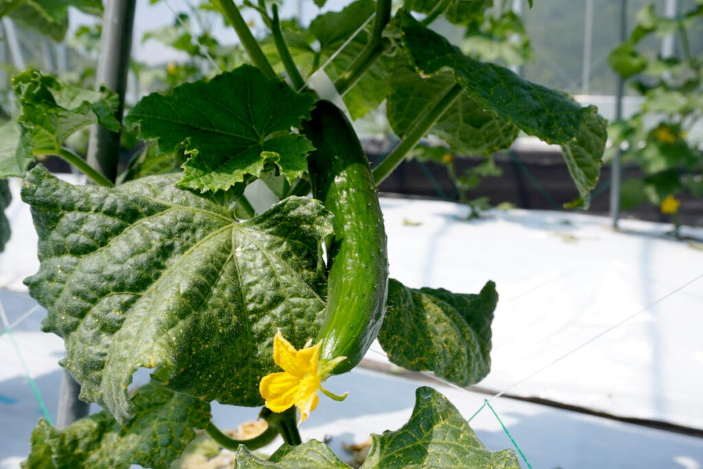 根っからのきゅうり 300g | 坂ノ途中 | サステナブルな有機野菜
