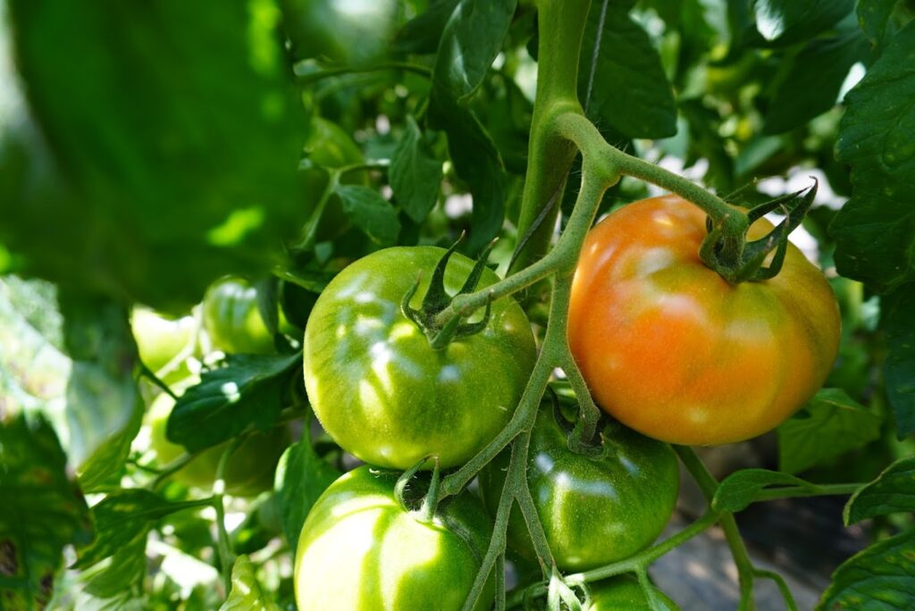 石川さんのごほうびトマト 400g程度（2～5個程度） | 坂ノ途中 | サステナブルな有機野菜と食品通販
