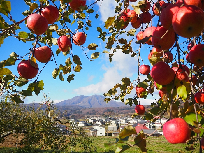 りんご 3syu_SN_ourinandshinagandfuji.