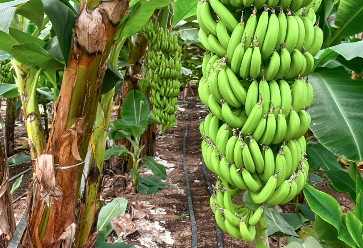 読谷村の清麗（せいれい）バナナ 300g | 坂ノ途中 | サステナブルな