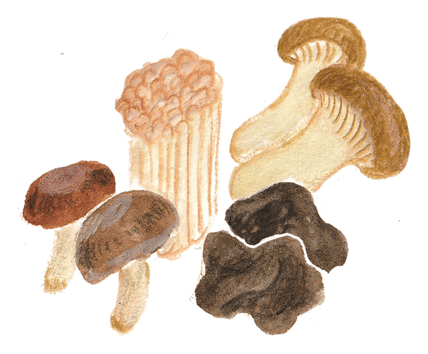 きのこ アイコン