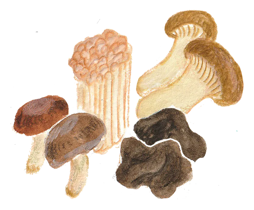 きのこ アイコン