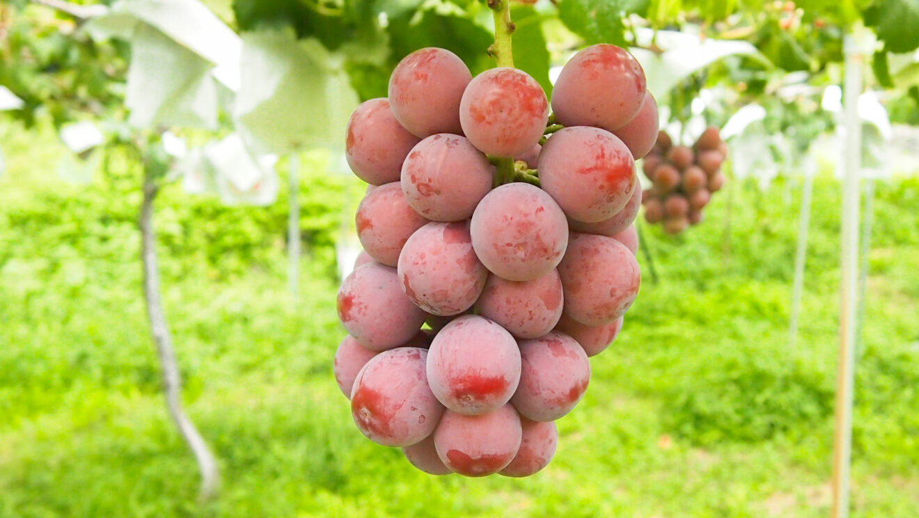 特別価格】【産地直送】長野県産クイーンニーナ 800g程度（特栽相当