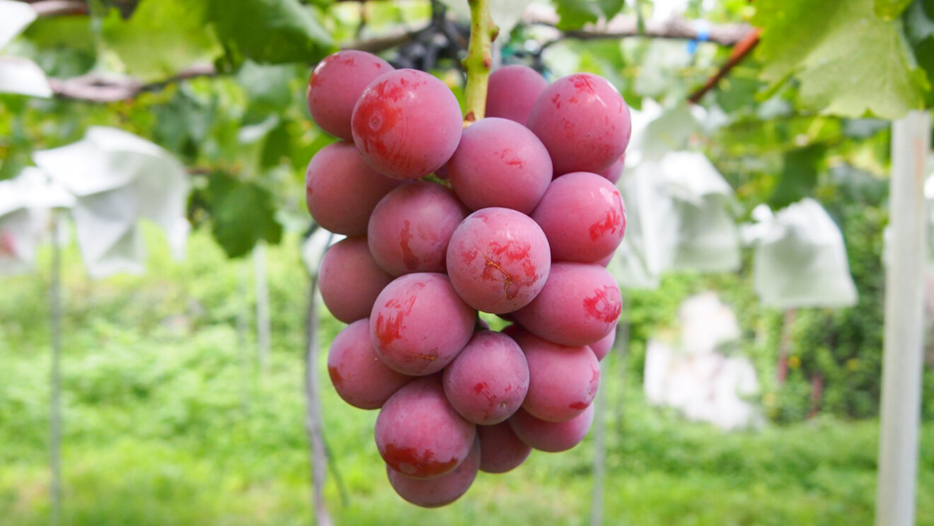ぶどうの季節 | 坂ノ途中 | サステナブルな有機野菜と食品通販