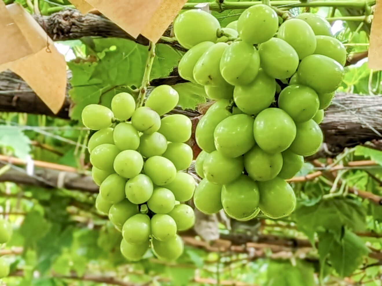ぶどうの季節 | 坂ノ途中 | サステナブルな有機野菜と食品通販